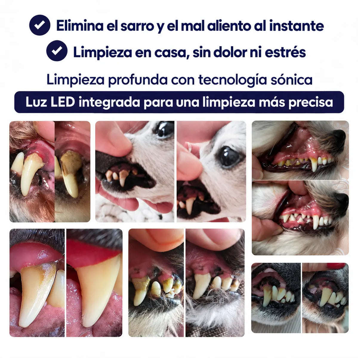 LiveSmile™ - Elimina el sarro endurecido de tu perro desde casa en 5 minutos