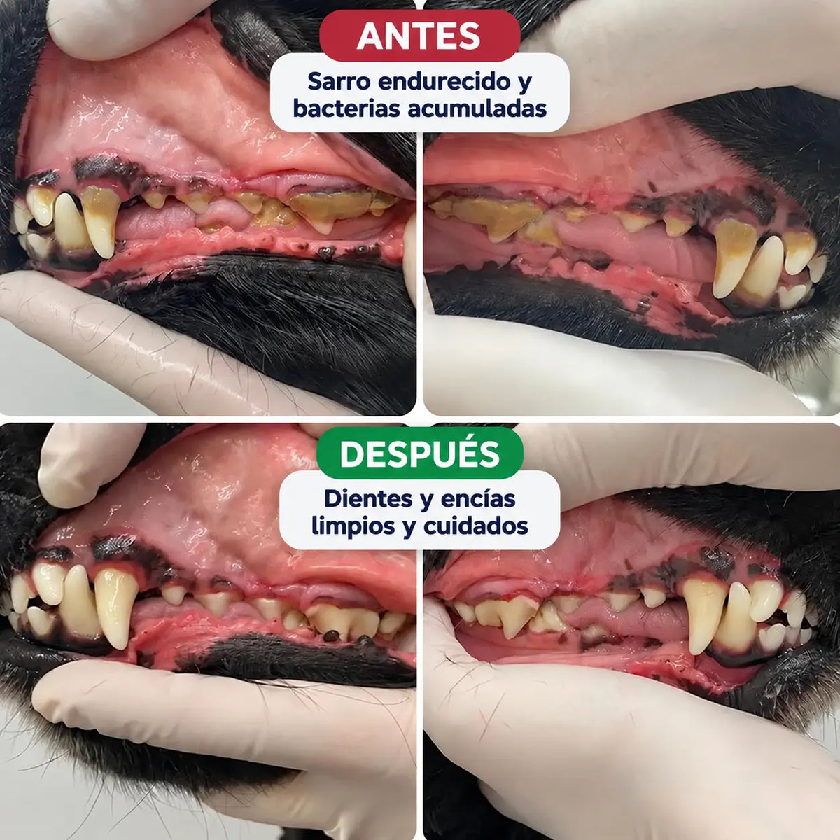 LiveSmile™ - Elimina el sarro endurecido de tu perro desde casa en 5 minutos